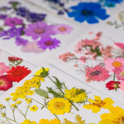 15pcs DIY Dried Flowers for Scrapbooking & Bookmark Making