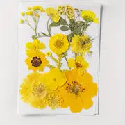 15pcs DIY Dried Flowers for Scrapbooking & Bookmark Making